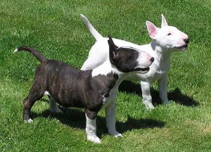 Bull Terrier Bull Terrier Ingles Razas De Perros