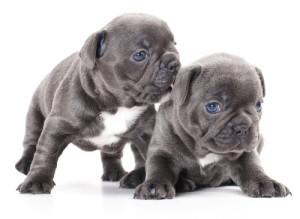 Bulldog Perros Bulldog Razas De Perros