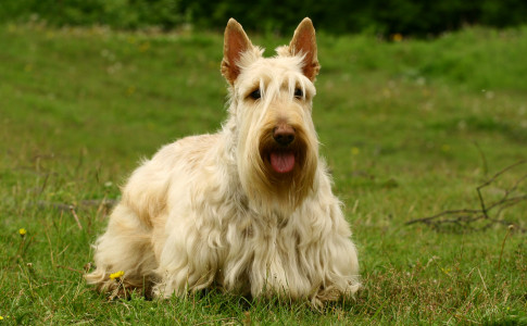 Ejercicio del Scottish Terrier