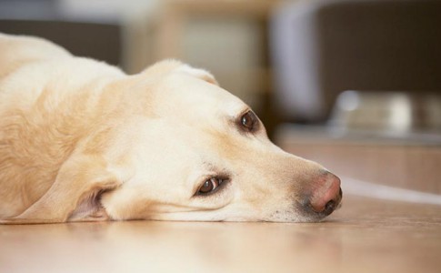 que hacer si mi perro quiere vomitar y no puede