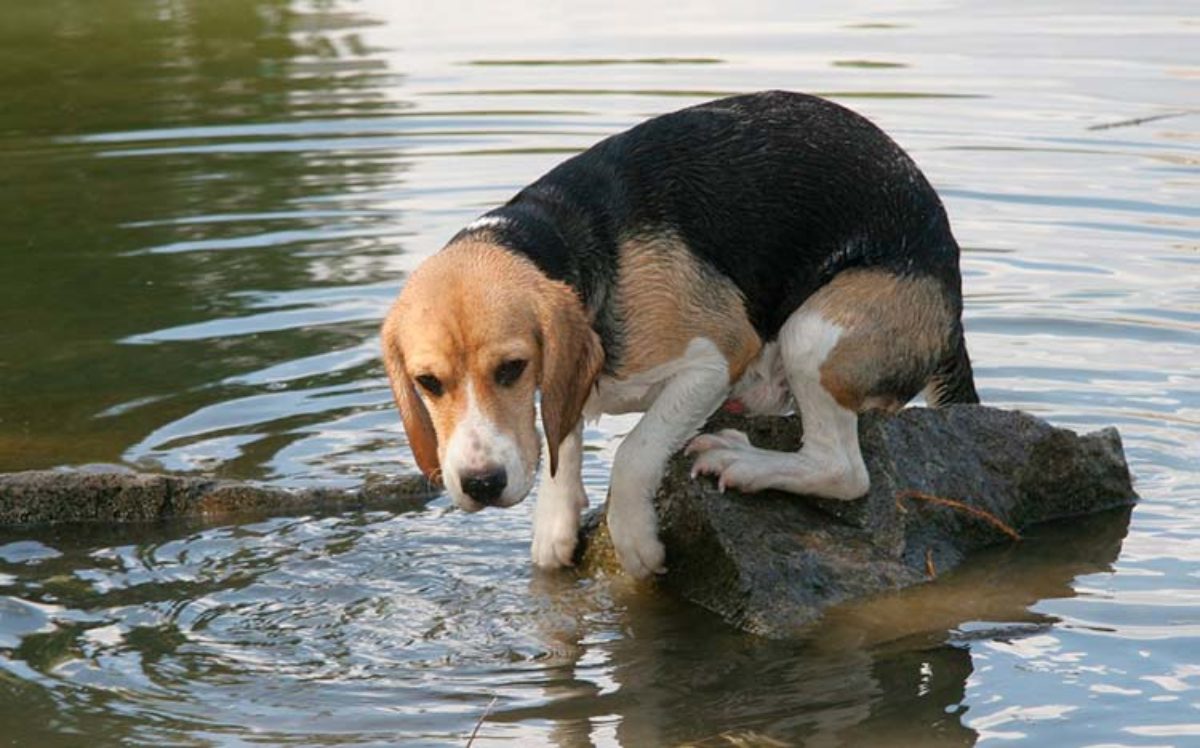 chihuahua le tiene miedo al agua que hacer