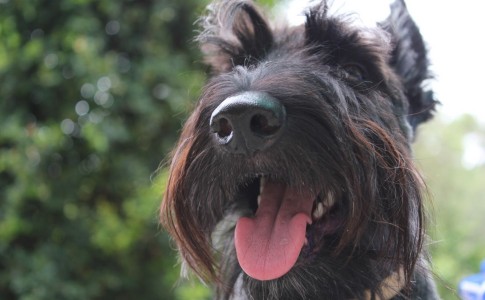 Cuidados para Scottish Terrier