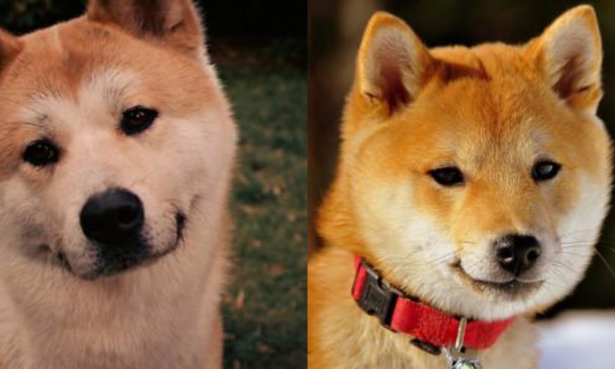 son shiba inu faciles de entrenar