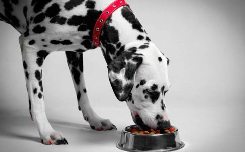 Comida para perros de tamaño grande