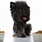 Alimentación rica en proteínas para perros