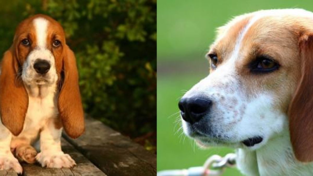 cual es la diferencia entre un beagle y un aguilucho