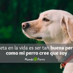 Dedicatorias y frases para perros