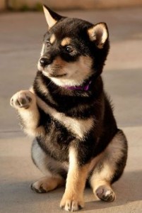 Shiba Inu Shiba Ken Perros Japoneses Razas De Perros