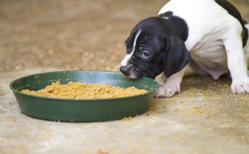 Qué hacer cuando un cachorro no quiere comer