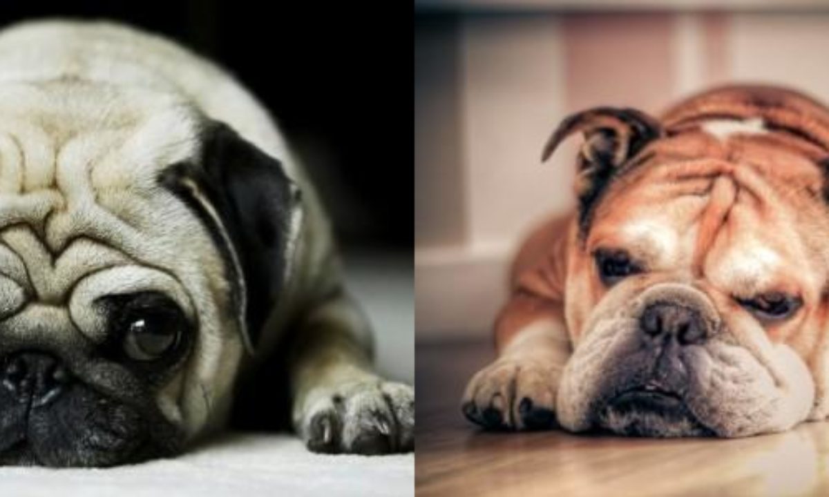 cual es la diferencia entre un bulldog y un pug