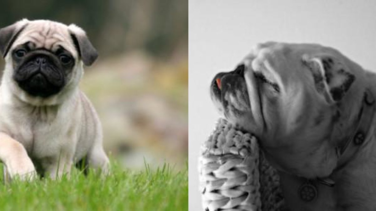 cual es la diferencia entre un bulldog y un pug