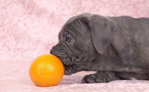 ¿Pueden comer chuches los perros diabéticos?