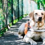 Entrenamiento de perros guía