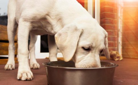 Alimentación para perros con diarrea