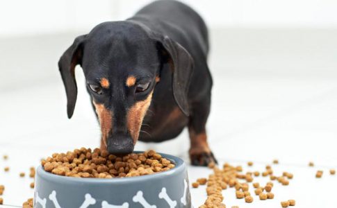 Alimentación para perros de pequeño tamaño