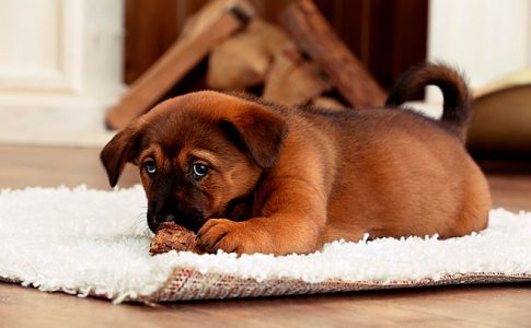 Qué hacer para que el perro recién nacido no coma sus caca