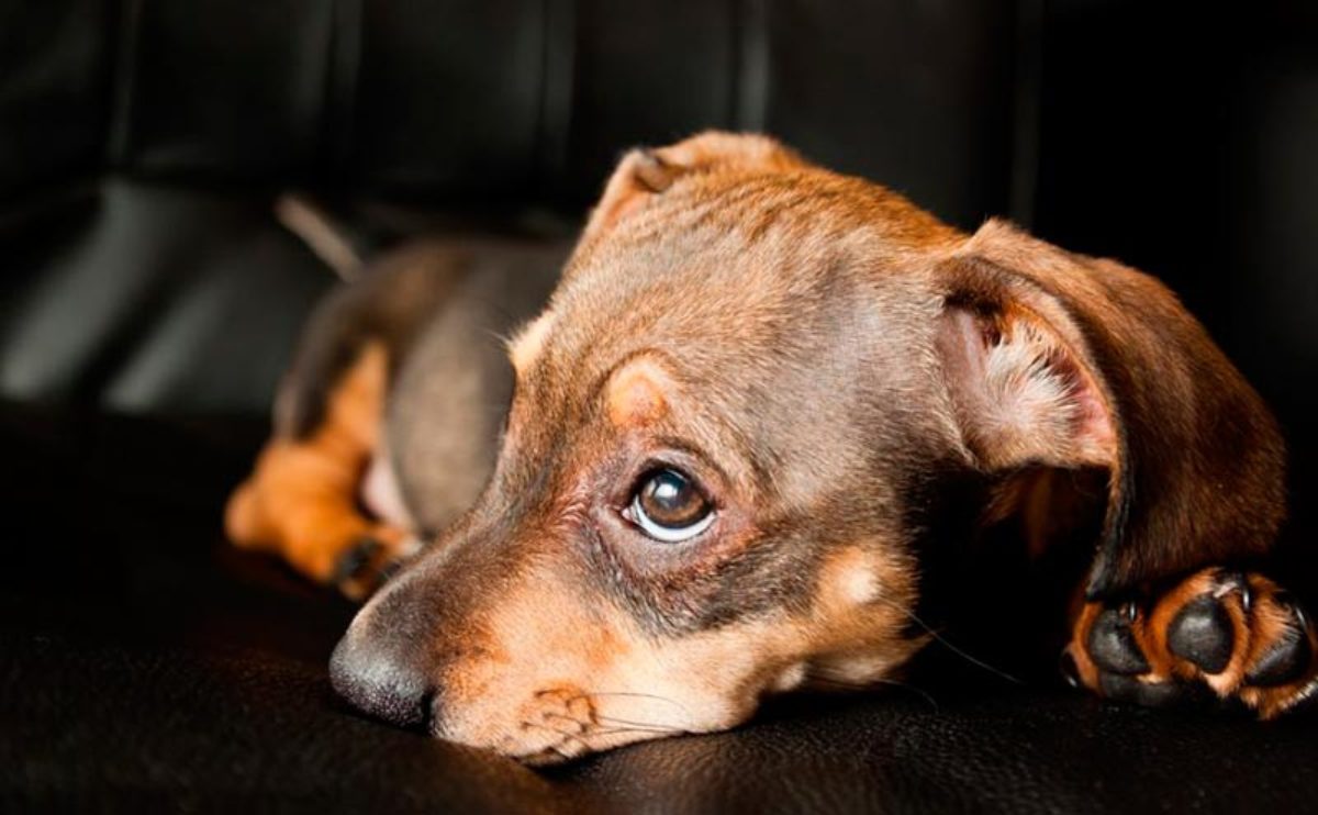 a los perros les gusta entrenar