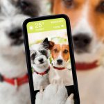 Tips básicos para sacarle fotos a un perro