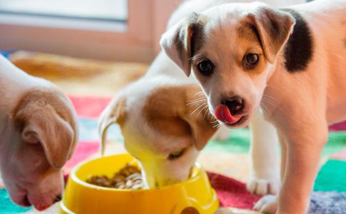 ¿Cuánto se le da de comer a un perro?