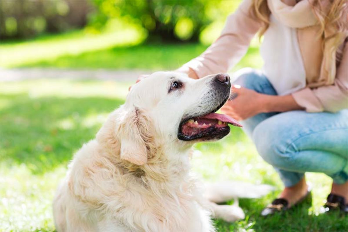 cuanto tiempo vive un perro con displasia de cadera