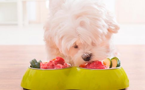 ¿Existen las dietas hipoalergénicas para perros?