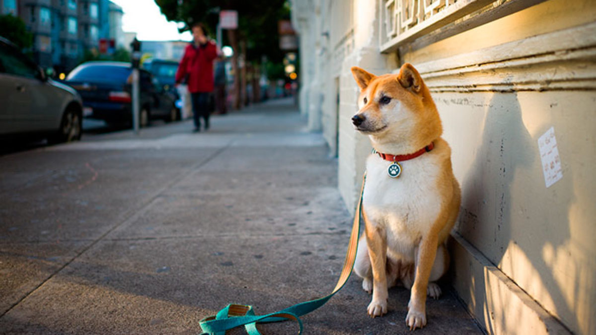 puedo pasear a mi perro sin correa