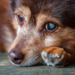 Qué enfermedades tienen los perros con los ojos blancos