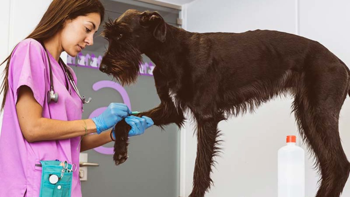 cuanto tiempo vive un perro con displasia de cadera