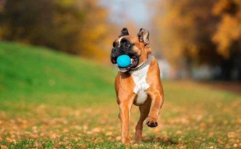 Juegos para perros