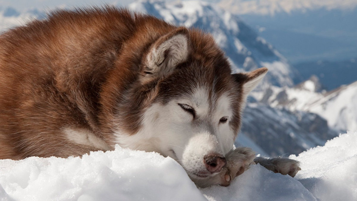 son los malamutes de alaska perros grandes