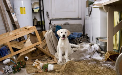 ¿Cómo adiestrar a un perro que rompe todo?