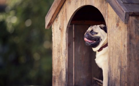 ¿Pueden comer pasta los perros?