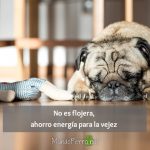 Dedicatorias de perros adultos