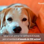 Frases de perros de la calle