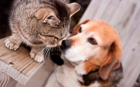 ¿Tienen los perros alergia a los gatos?