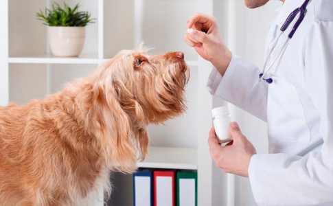 ¿Tienen los perros alergia a las pulgas?