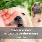 Citas de perros cortas