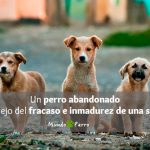 Frases de perros callejeros