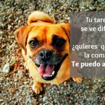 Frases de perros graciosas