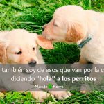 Dedicatorias de perros graciosas