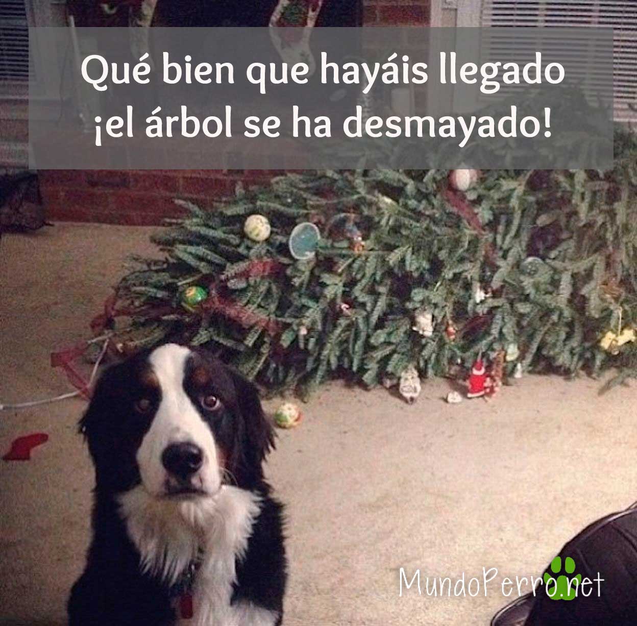 perros-navidad | Mundo Perro