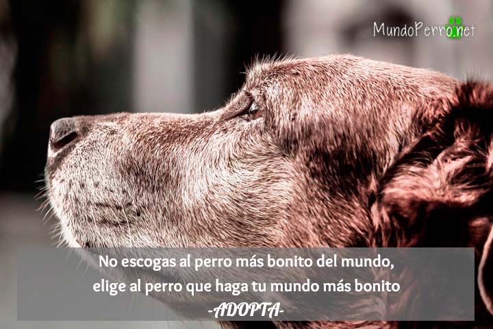 perros-para-facebook | Mundo Perro