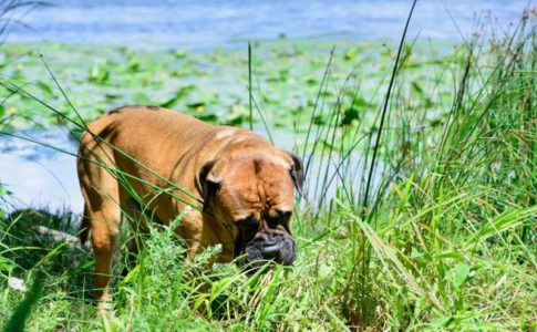 Perros veganos