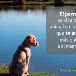 Dedicatorias de perros y humanos