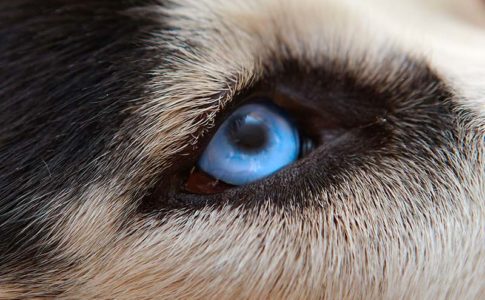 ¿Puede un perro dejar de ver si tiene los ojos azules?