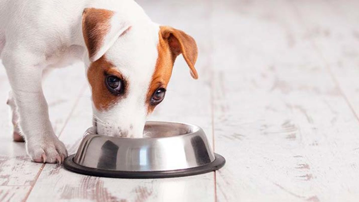 que golosinas puede comer un perro diabetico