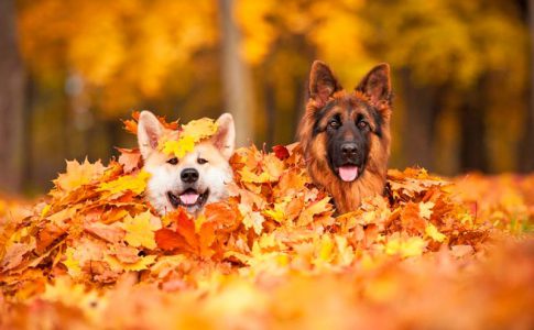 Alimentación para perros de gran tamaño