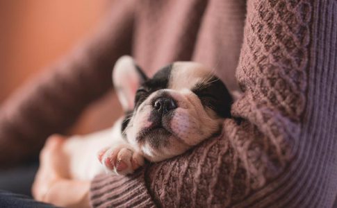 Alimentación para perros sin dientes