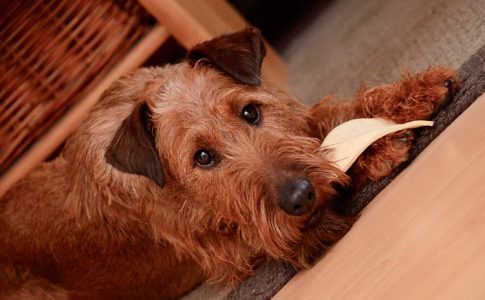 ¿Qué debe comer un perro adulto?