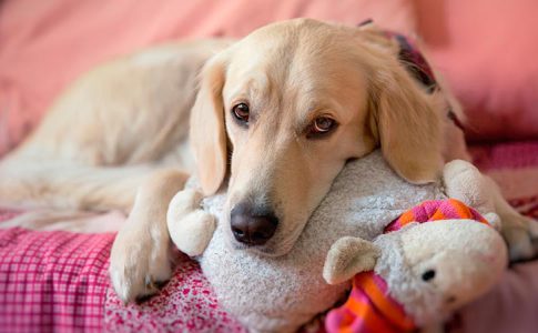 Cómo atender un parto adelantado en los perros